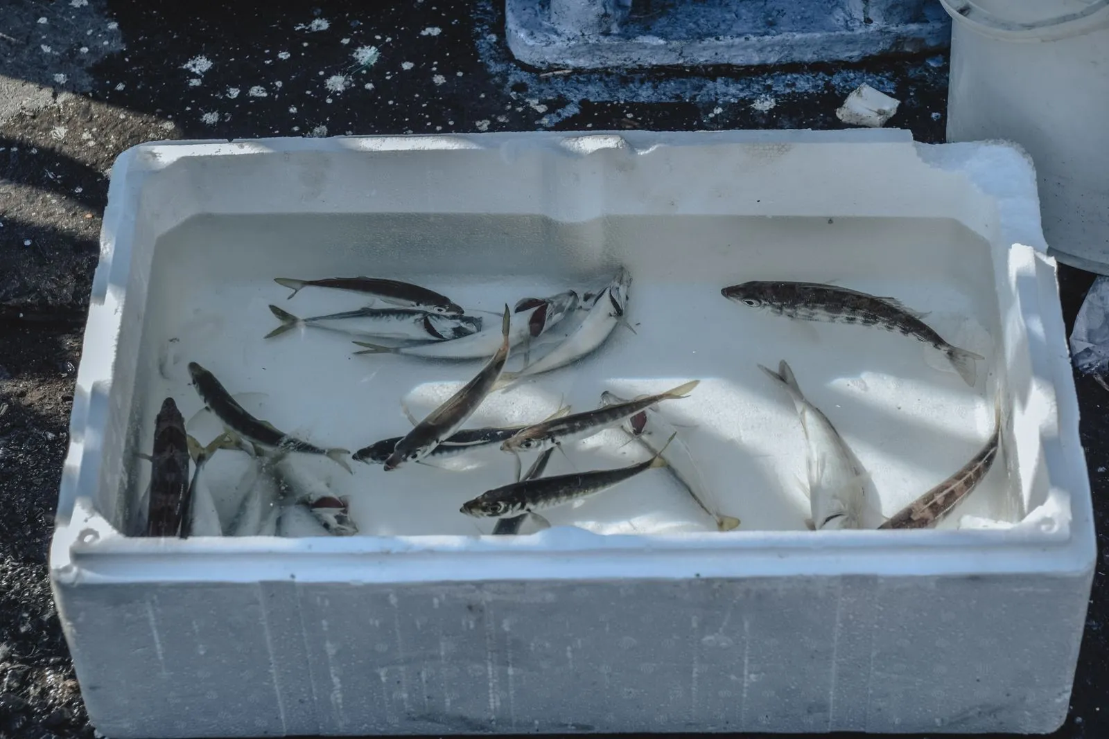 How to Choose Fresh Fish at the Counter
